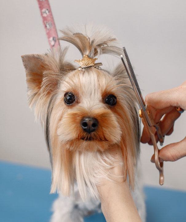 dog-grooming