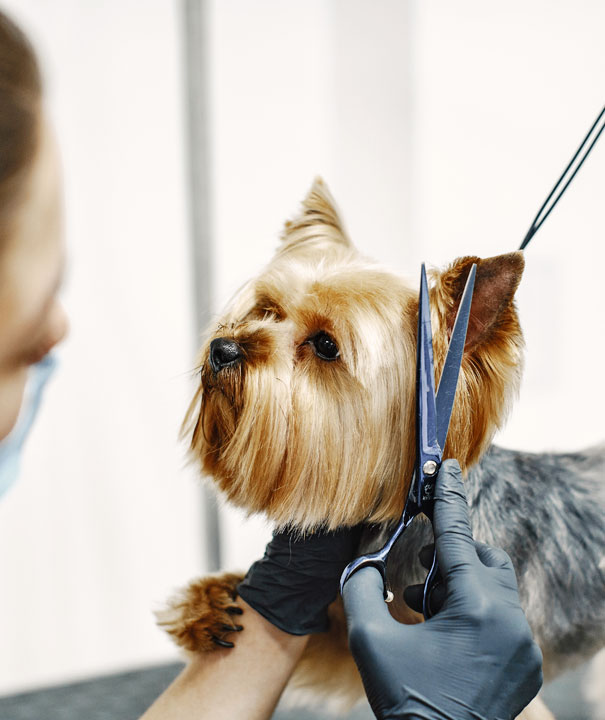 dog-grooming2